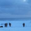 chevaux islandais ravissants